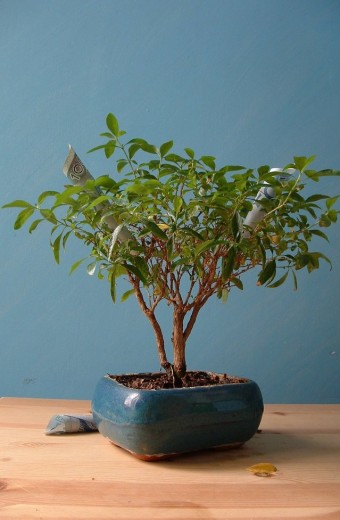 bonsai-tree-1411263-639x976