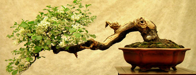 Бонсай — выращивание комнатных миниатюрных деревьев
